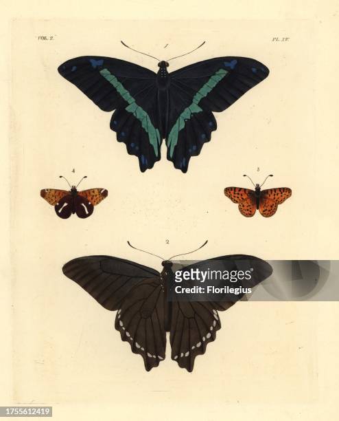 Green-banded swallowtail butterfly, Papilio nireus 1 and spotted fritillary, Melitaea didyma 3 ventral and dorsal. Handcoloured lithograph from John...