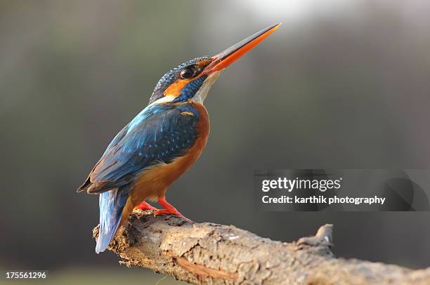 female kingfisher - coimbatore stock pictures, royalty-free photos & images