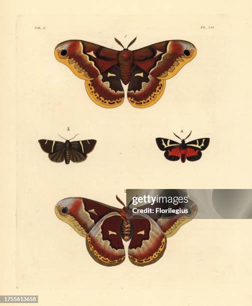 Promenthea Promethea Moths Photos and Premium High Res Pictures - Getty Images