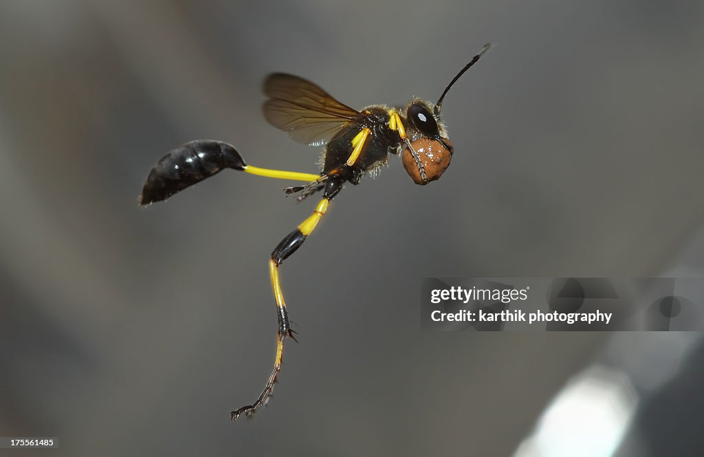 Wasp in action