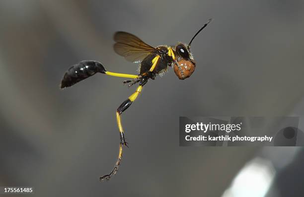 Indian Wasp Insect 234 India Wasps Stock Photos, High-Res Pictures, and Images - Getty Images