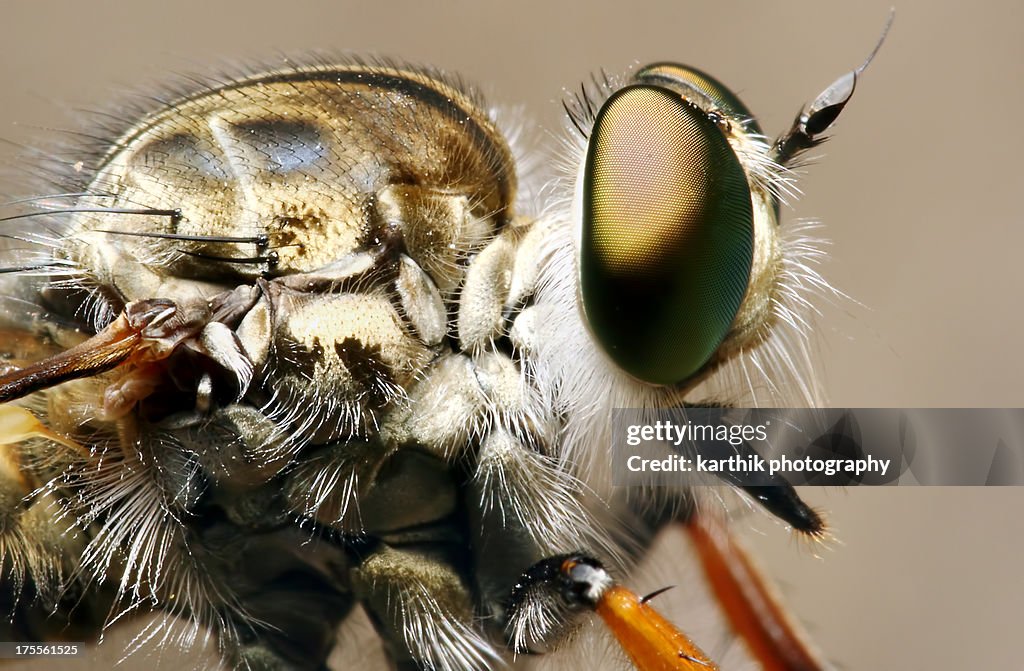Robberfly close-up