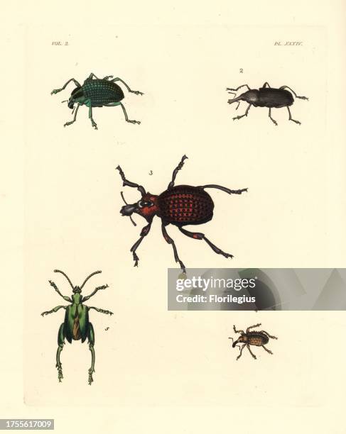 Brazilian diamond beetle, Entimus imperialis 1, bearded weevil, female, Rhinostomus barbirostris 2, red-spotted lily weevil, Brachycerus ornatus 3,...