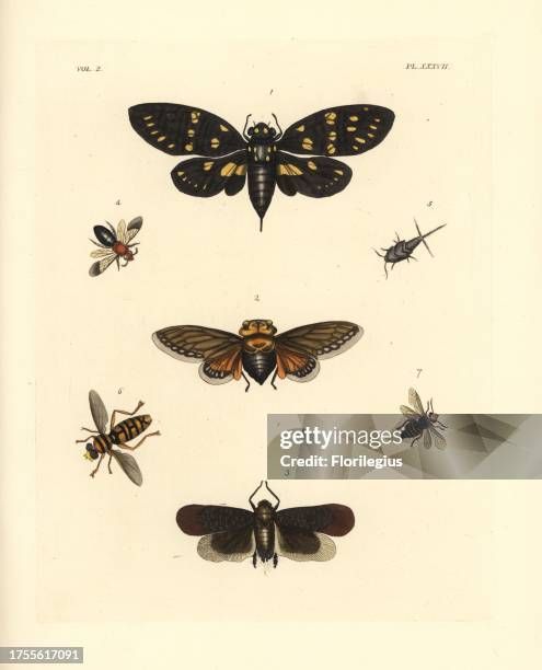 Speckled black cicada, Gaeana maculata 1, Platypleura capensis 2, Lystra lanata 3, Andrena thoracica 4, Acrotelsa collaris 5, hoverfly, Milesia...