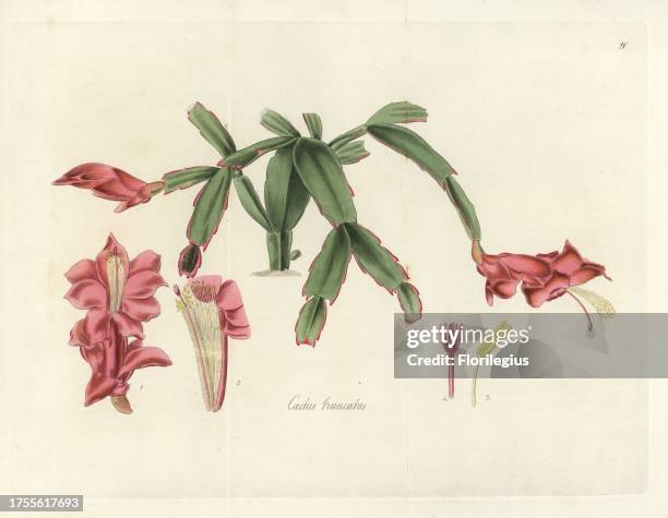 Christmas cactus, Schlumbergera truncata . Handcoloured copperplate engraving by J. Swan after a botanical illustration by William Jackson Hooker...