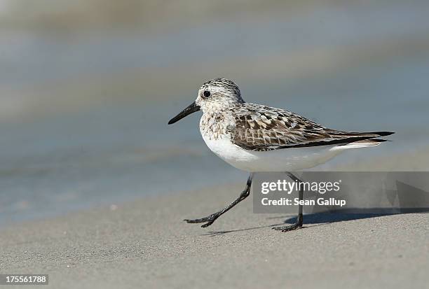 Sanderling runs across the south beach on a sunny day on Duene Island on August 4, 2013 near Helgoland, Germany. Duene Island was once an extension...