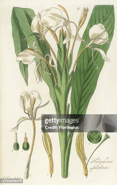 Spiked garland flower or spiked ginger lily, Hedychium spicatum. Handcoloured copperplate engraving by J. Swan after a botanical illustration by...