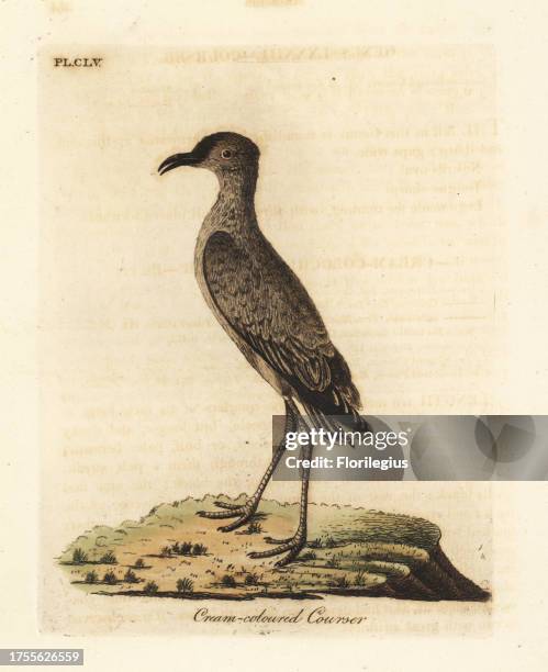 Cream-coloured courser, Cursorius cursor . Handcoloured copperplate drawn and engraved by John Latham from his own A General History of Birds,...