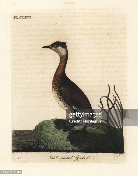 Red-necked grebe, Podiceps grisegena . Handcoloured copperplate drawn and engraved by John Latham from his own A General History of Birds,...