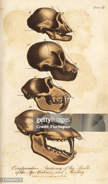 Monkey Dissection 252 Monkey Anatomy Stock Photos, High-Res Pictures, and Images - Getty ...