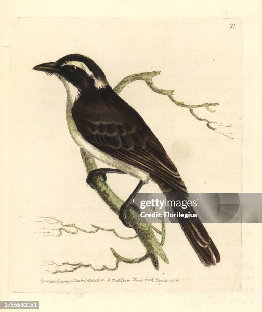 Long-tailed shrike, Lanius schach tricolor . Handcoloured copperplate engraving drawn and engraved by Richard Polydore Nodder from William Elford...