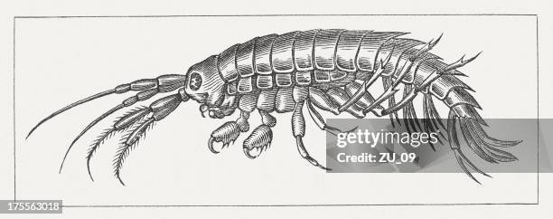 gammarus pulex, wood engraving, published in 1865 - amphipoda stock illustrations