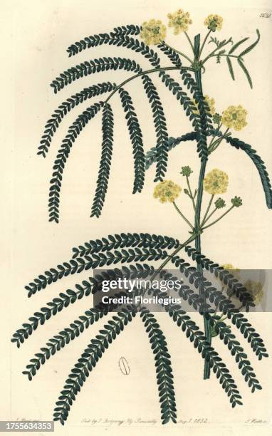 Fern-leaved acacia, Acacia pentadenia. Handcoloured copperplate engraving by S. Watts after an illustration by J. Hart from Sydenham Edwards'...