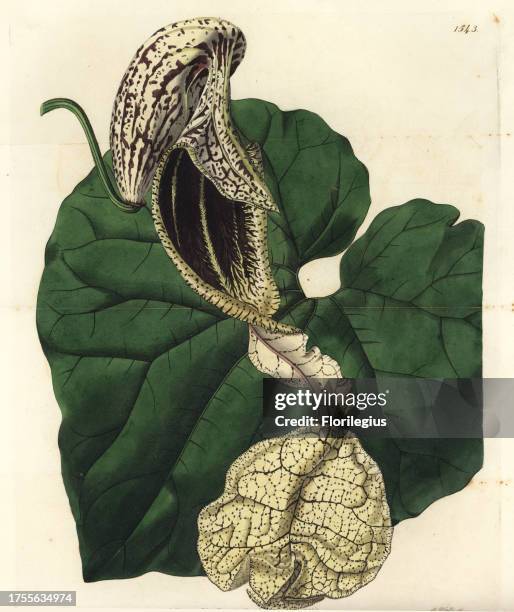 Boat-flowered birthwort, Aristolochia cymbifera. Handcoloured copperplate engraving by S. Watts after an illustration by Miss Sarah Drake from...