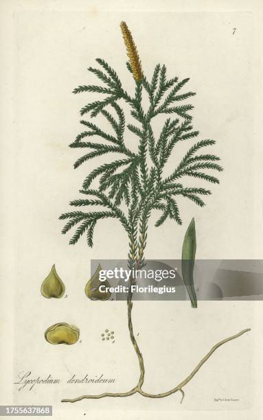 Tree groundpine or tree-like club moss, Lycopodium dendroideum. Handcoloured copperplate engraving by J. Swan after a botanical illustration by...