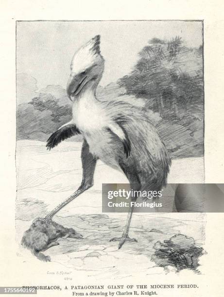 Phorusrhacos longissimus, Patagonian giant bird of the Miocene. Drawing by Charles R. Knight from H. N. Hutchinson's "Extinct Monsters and Creatures...