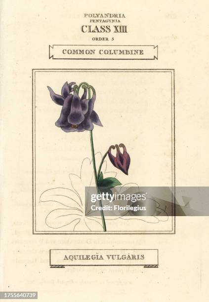 Common columbine, Aquilegia vulgaris. Handcoloured copperplate engraving after an illustration by Richard Duppa from his The Classes and Orders of...