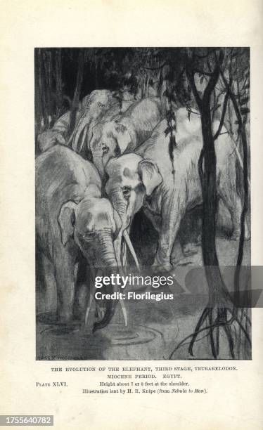 Gomphotherium , third stage evolution of the elephant, Miocene, Egypt. Illustration by H.R. Knipe from H. N. Hutchinson's "Extinct Monsters and...