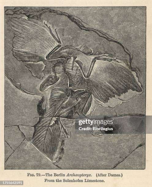 Archaeopteryx lithographica, Berlin specimen. Wood engraving after an illustration by Wilhelm Dames from H. N. Hutchinson's "Extinct Monsters and...