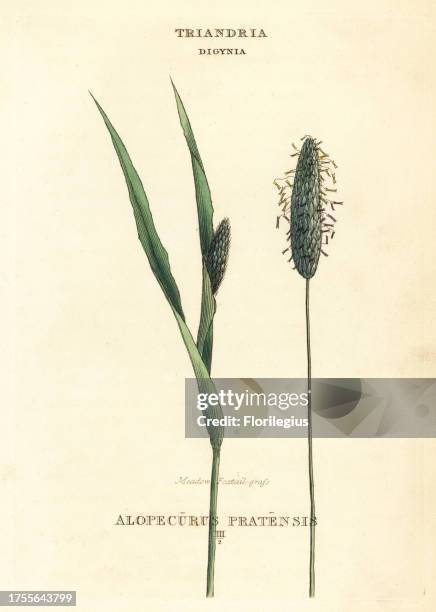 Meadow foxtail grass, Alopecurus pratensis. Handcoloured copperplate engraving after an illustration by Richard Duppa from his The Classes and Orders...
