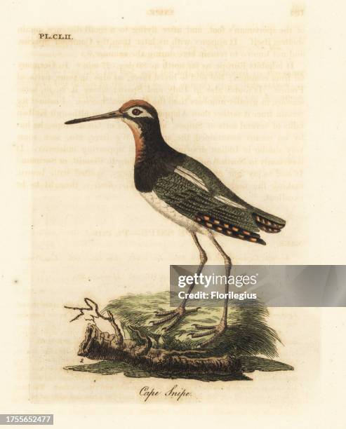 Greater painted-snipe, Rostratula benghalensis . Handcoloured copperplate drawn and engraved by John Latham from his own A General History of Birds,...