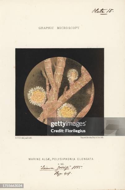 Lobster horns, marine algae, Polysiphonia elongata, magnified x50, showing ceramidia cuplike spore capsules between fronds. Chromolithograph after an...