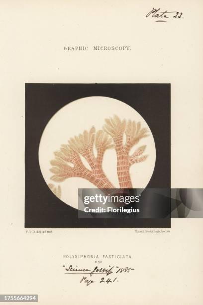 Reddish-brown filamentous alga, Vertebrata lanosa , magnified x50. Chromolithograph after an illustration by E.T.D., lithographed by Vincent Brooks,...