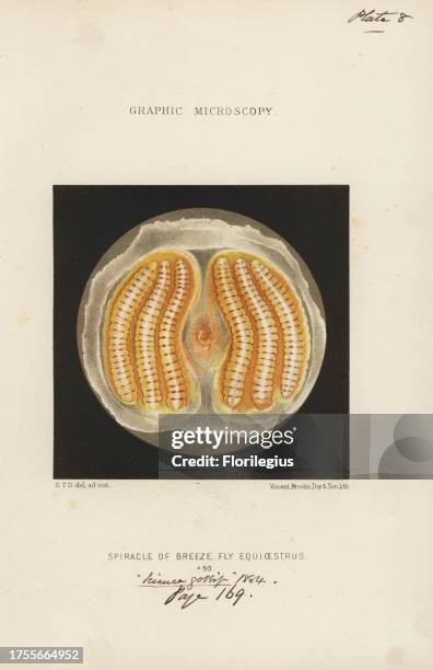 Spiracle of the horse bot fly, Gasterophilus intestinalis , magnified x50. Chromolithograph after an illustration by E.T.D., lithographed by Vincent...