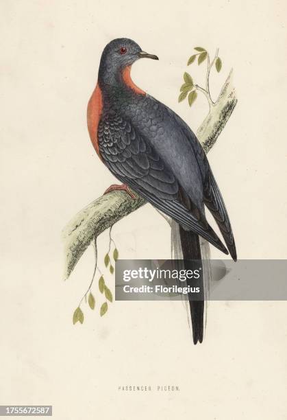 Passenger pigeon or wild pigeon, Ectopistes migratorius. Extinct. Handcoloured woodblock print by Benjamin Fawcett from Francis Orpen Morris' History...