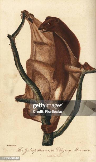 Philippine flying lemur, Cynocephalus volans. Galeopithecus or flying macauco. Handcoloured copperplate engraving by J. Pass after an illustration by...