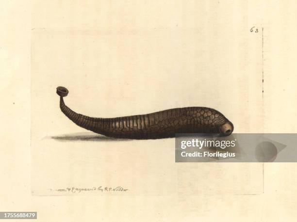Areolated sealeech, Pontobdella areolata. Handcoloured copperplate engraving drawn and engraved by Richard Polydore Nodder from William Elford...