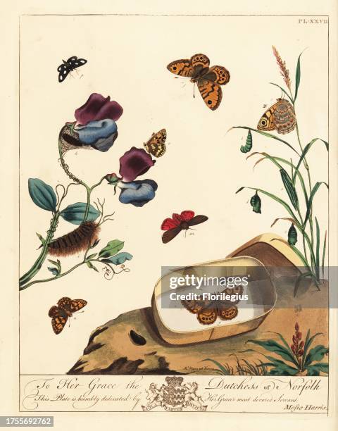 Ruby tiger moth, Phragmatobia fuliginosa, wall butterfly, Lasiommata megera, white spot, Hadena albimacula, and Duke of Burgundy butterfly, Hamearis...