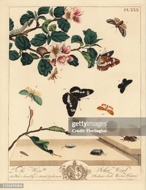 Figure of eight moth, Diloba caeruleocephala, white admiral, Limenitis arthemis, chimney sweeper, Odezia atrata, red arches moth, Callimorpha...