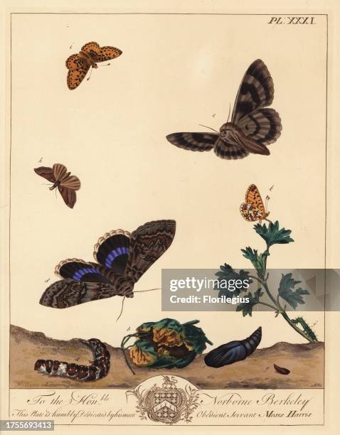 Small pearl bordered fritillary butterfly, Boloria selene, and Clifden nonpareil moth, Catocala fraxini. Handcoloured lithograph after an...