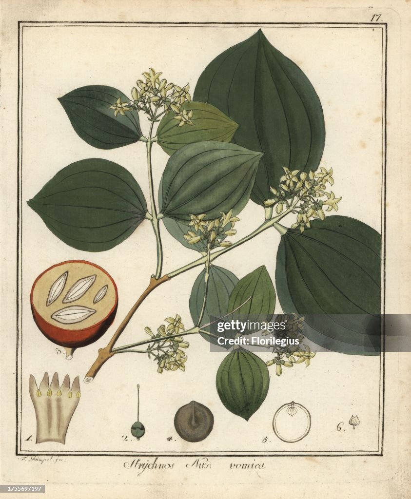 Strychnine tree