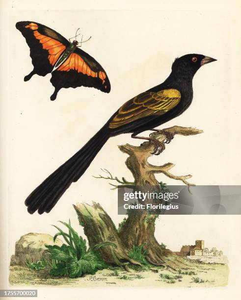 Yellow-shouldered oriole, Icterus pyrrhopterus and green-banded swallowtail, Papilio phorcas. In the possession of Marmaduke Tunstall. Handcoloured...