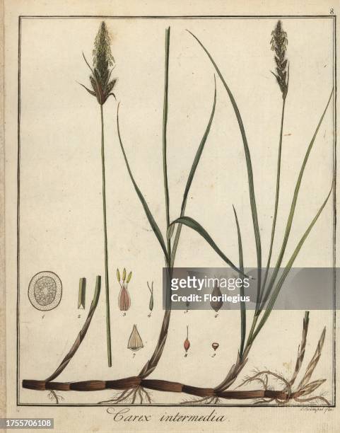 Two-ranked sedge, Carex disticha Huds. Handcoloured copperplate engraving by F. Guimpel from Dr. Friedrich Gottlob Hayne's Medical Botany, Berlin,...