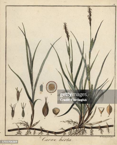 Hairy sedge, Carex hirta. Handcoloured copperplate engraving by F. Guimpel from Dr. Friedrich Gottlob Hayne's Medical Botany, Berlin, 1822. Hayne was...