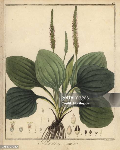 Broadleaf plantain, Plantago major. Handcoloured copperplate engraving by F. Guimpel from Dr. Friedrich Gottlob Hayne's Medical Botany, Berlin, 1822....