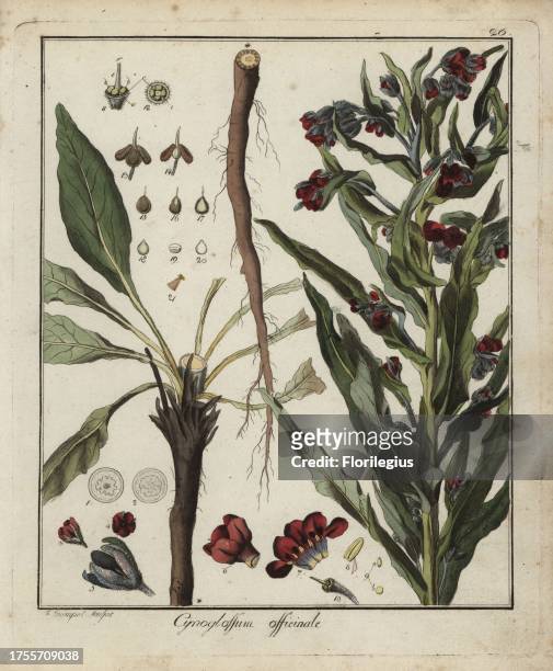 Houndstongue, Cynoglossum officinale. Handcoloured copperplate engraving by F. Guimpel from Dr. Friedrich Gottlob Hayne's Medical Botany, Berlin,...