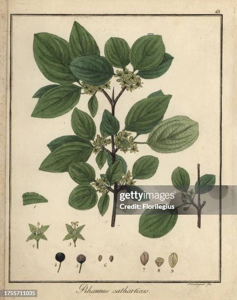 Common buckthorn, Rhamnus cathartica. Handcoloured copperplate engraving by F. Guimpel from Dr. Friedrich Gottlob Hayne's Medical Botany, Berlin,...