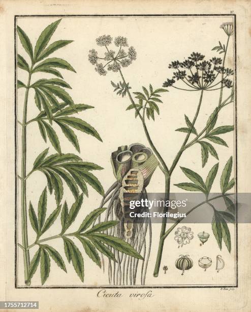 Cowbane or northern water hemlock, Cicuta virosa. Handcoloured copperplate engraving by P. Haas from Dr. Friedrich Gottlob Hayne's Medical Botany,...