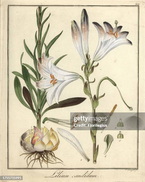 Madonna lily, Lilium candidum. Handcoloured copperplate engraving by F. Guimpel from Dr. Friedrich Gottlob Hayne's Medical Botany, Berlin, 1822....