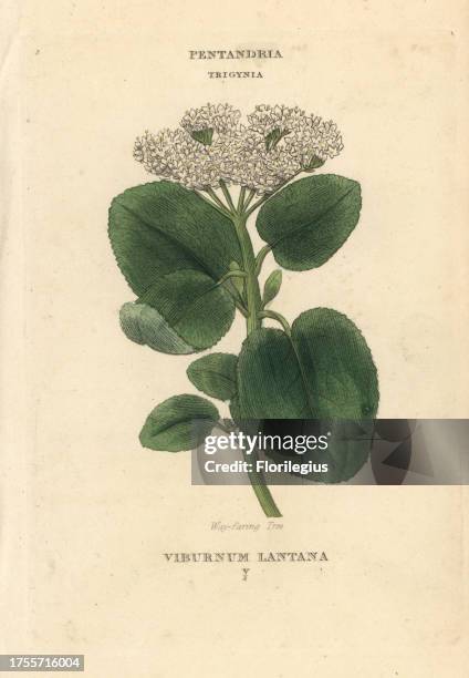Wayfaring tree, Viburnum lantana. Handcoloured copperplate engraving after an illustration by Richard Duppa from his The Classes and Orders of the...