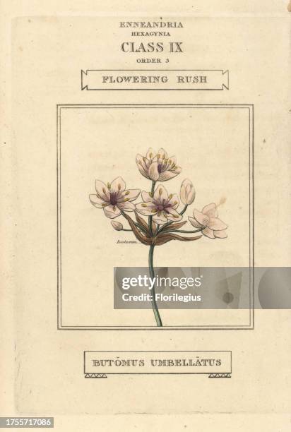 Flowering rush, Butomus umbellatus. Handcoloured copperplate engraving after an illustration by Richard Duppa from his The Classes and Orders of the...