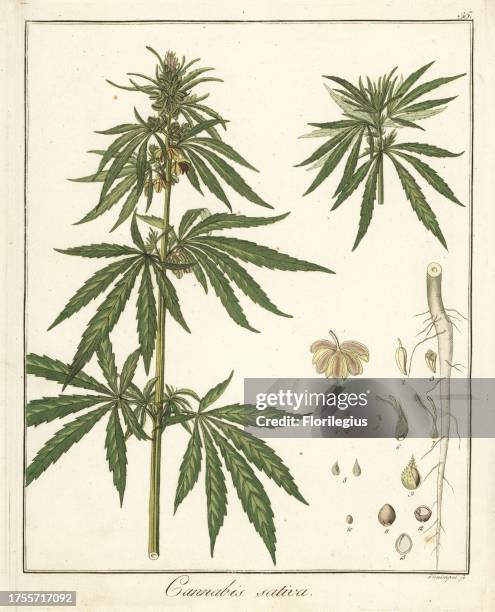 Hemp or marijuana, Cannabis sativa. Handcoloured copperplate engraving by F. Guimpel from Dr. Friedrich Gottlob Hayne's Medical Botany, Berlin, 1822....