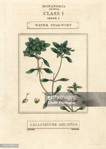 Water starwort, Callitriche palustris . Handcoloured copperplate engraving after an illustration by Richard Duppa from his The Classes and Orders of...