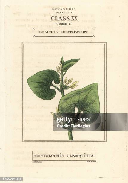 Common birthwort, Aristolochia clematitis. Handcoloured copperplate engraving after an illustration by Richard Duppa from his The Classes and Orders...