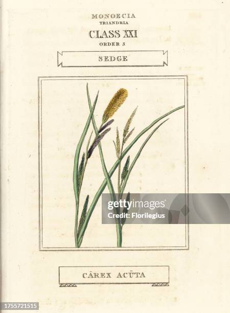 Sedge, Carex acuta. Handcoloured copperplate engraving after an illustration by Richard Duppa from his The Classes and Orders of the Linnaean System...