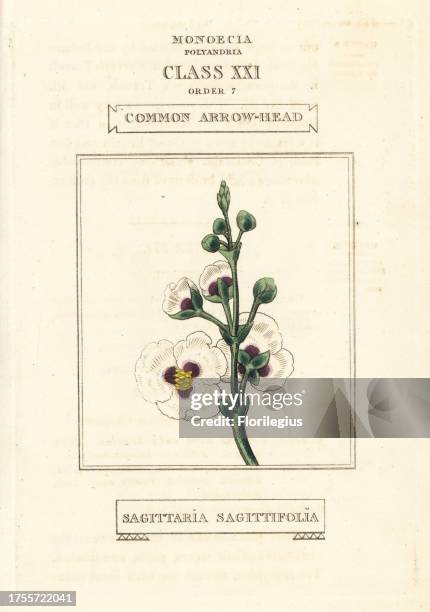 Common arrowhead, Sagittaria sagittifolia. Handcoloured copperplate engraving after an illustration by Richard Duppa from his The Classes and Orders...